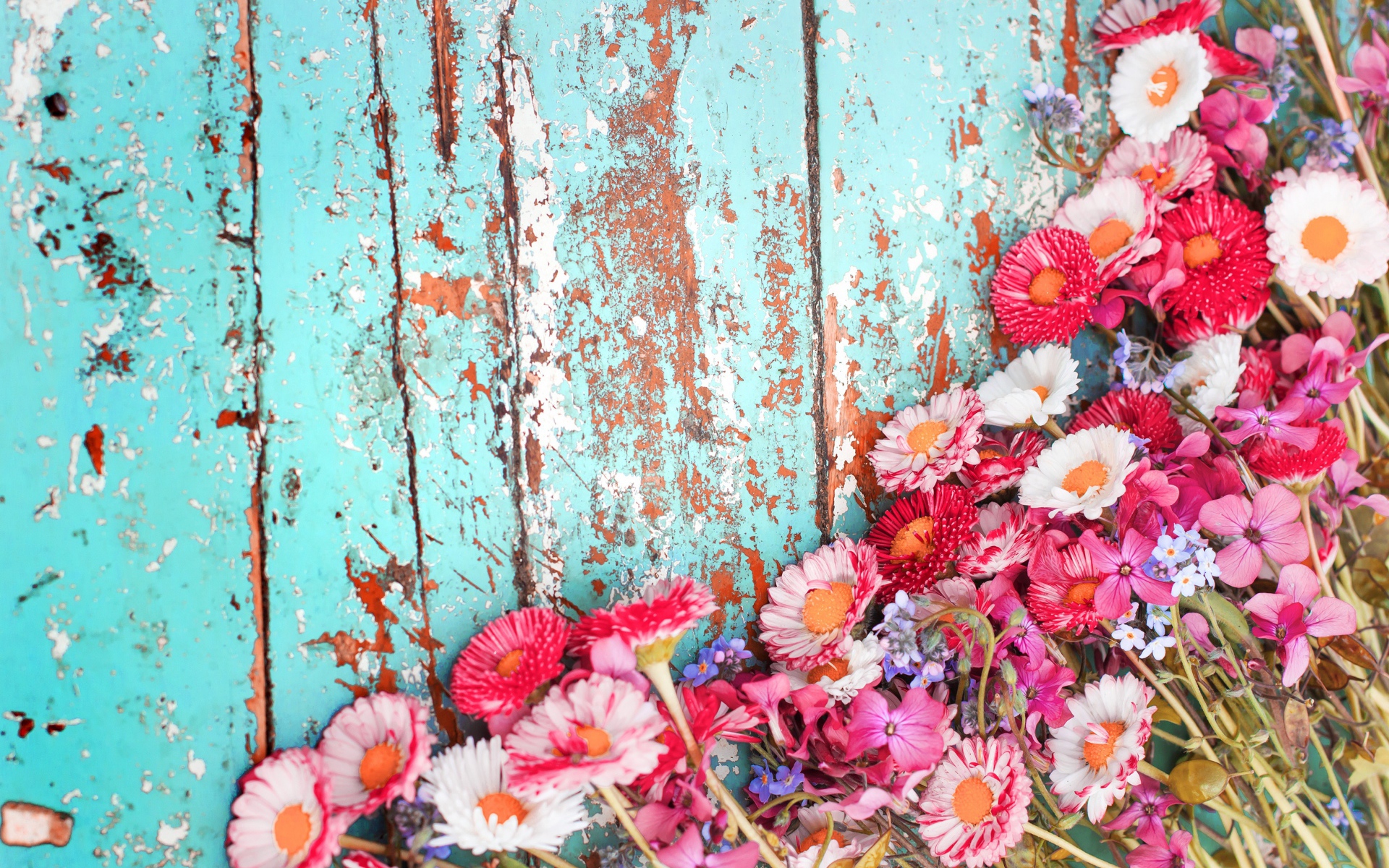 Маргаритки и флоксы на старой деревянной поверхности