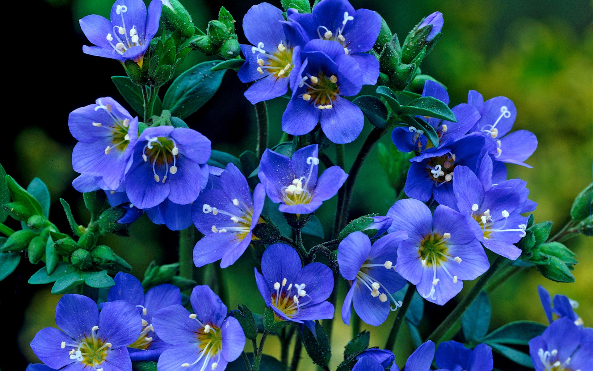 Нежные синие мелкие цветы незабудки 