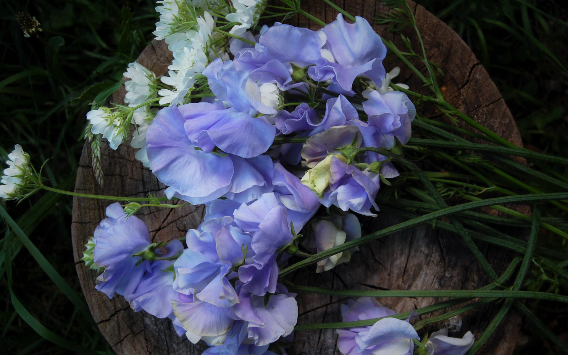 Нежные цветы душистый горошек на пне 