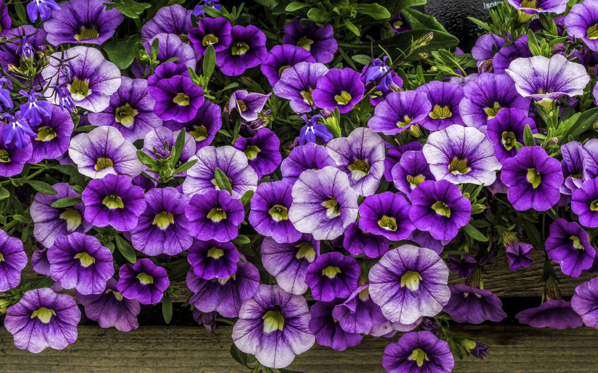 Нежные сиреневые садовые цветы петуния