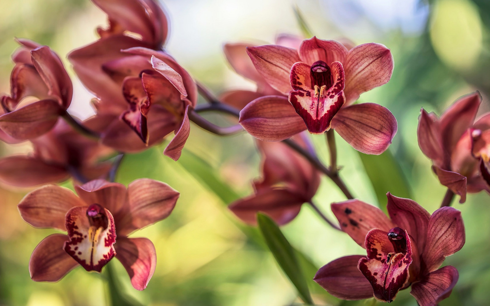 Нежные цветы орхидеи 