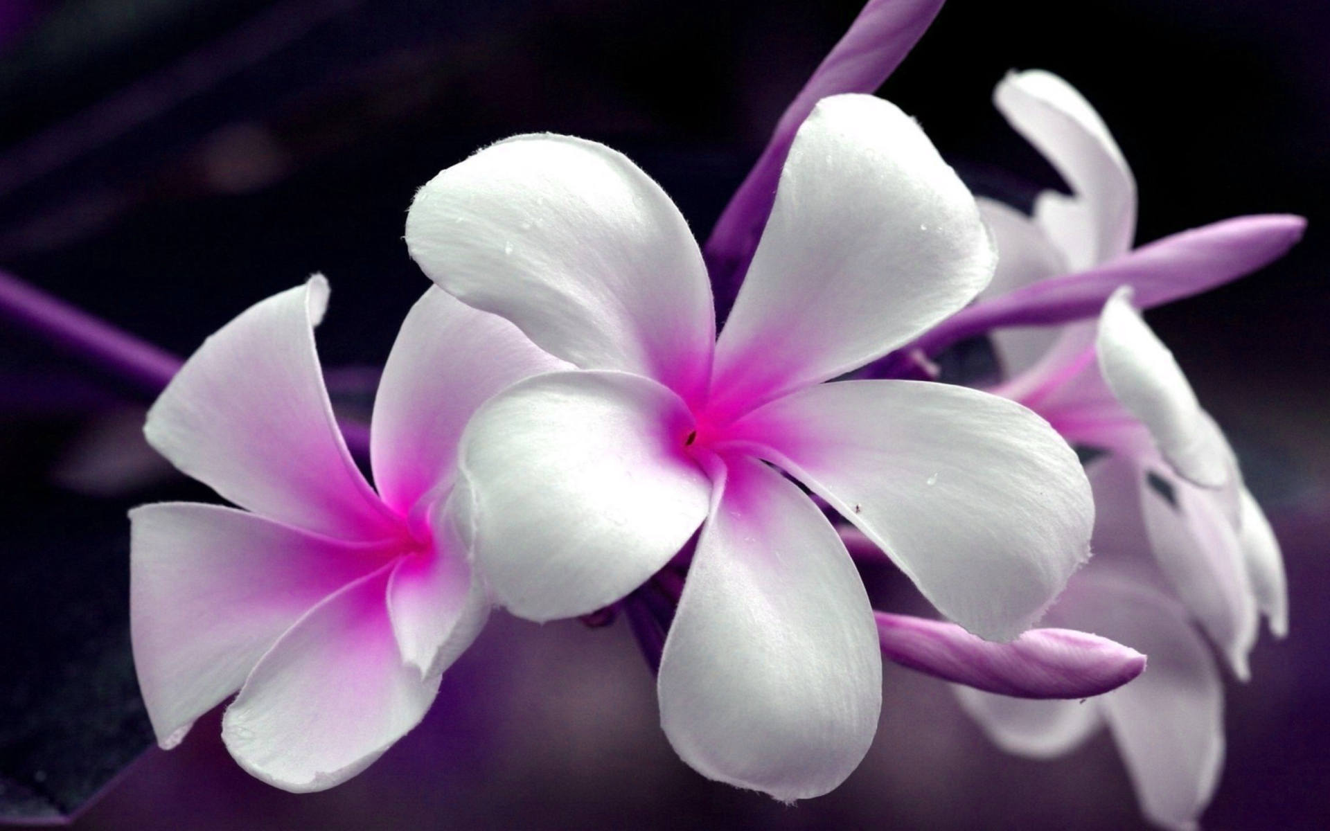 Нежные розово- белые цветы Плюмерия 