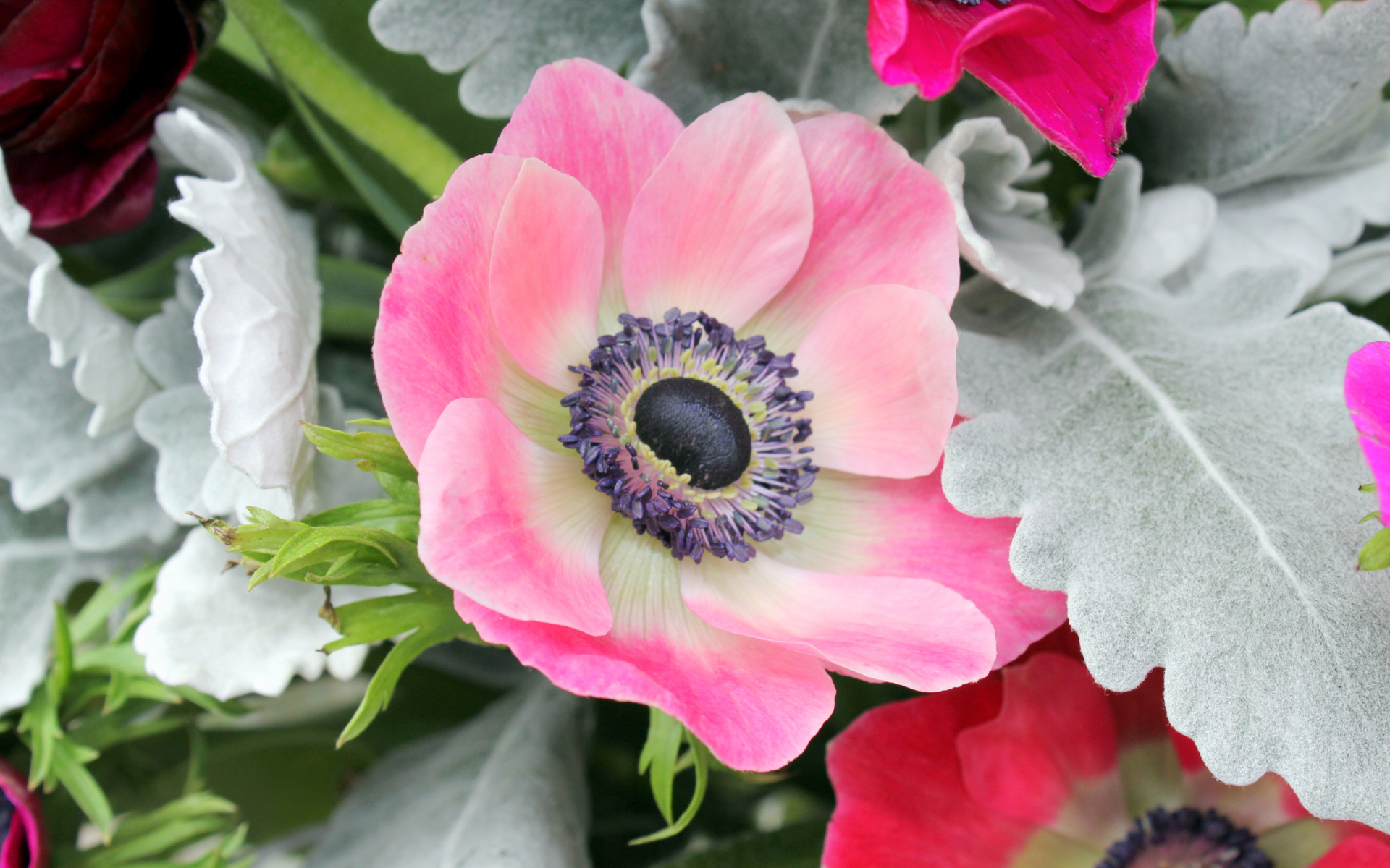 Нежная розовая анемона крупным планом