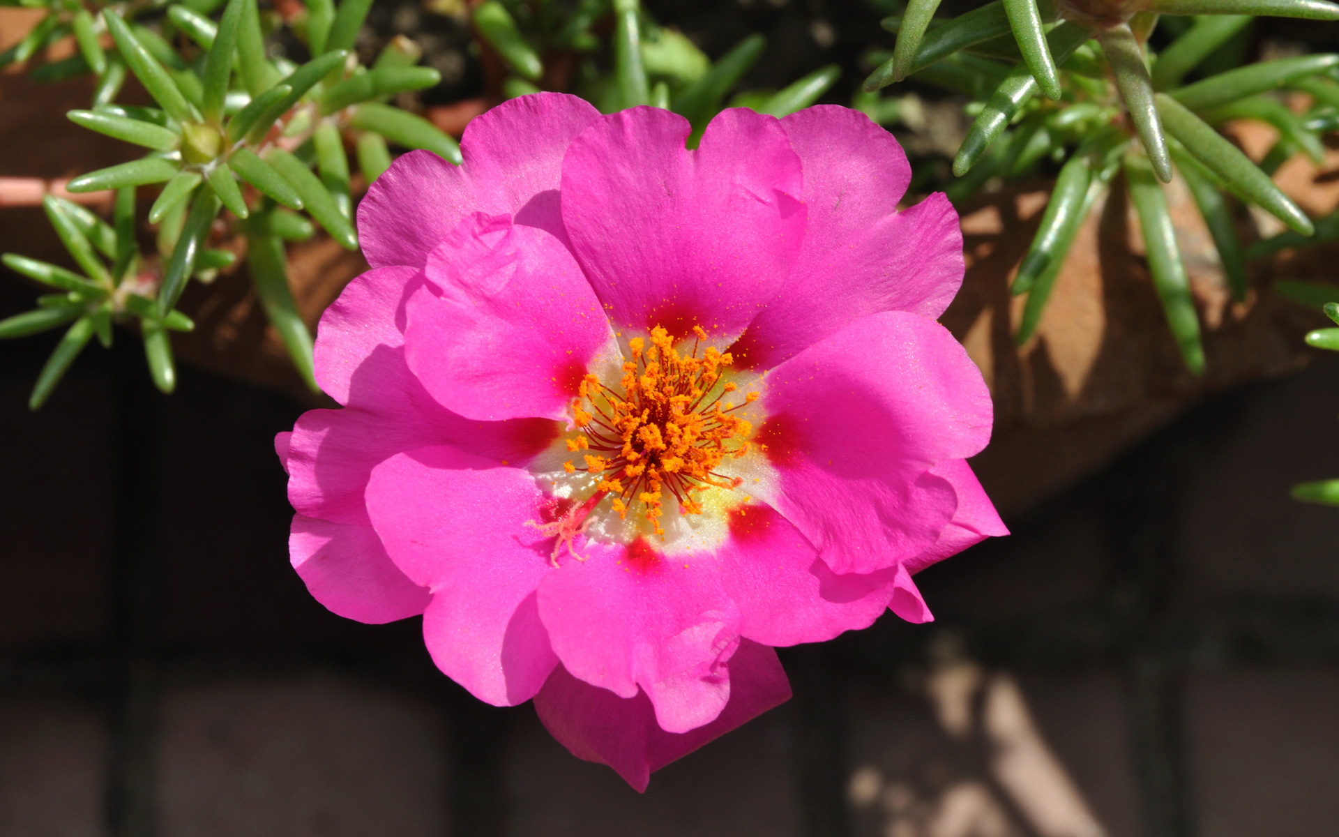 Нежный розовый цветок портулак вблизи