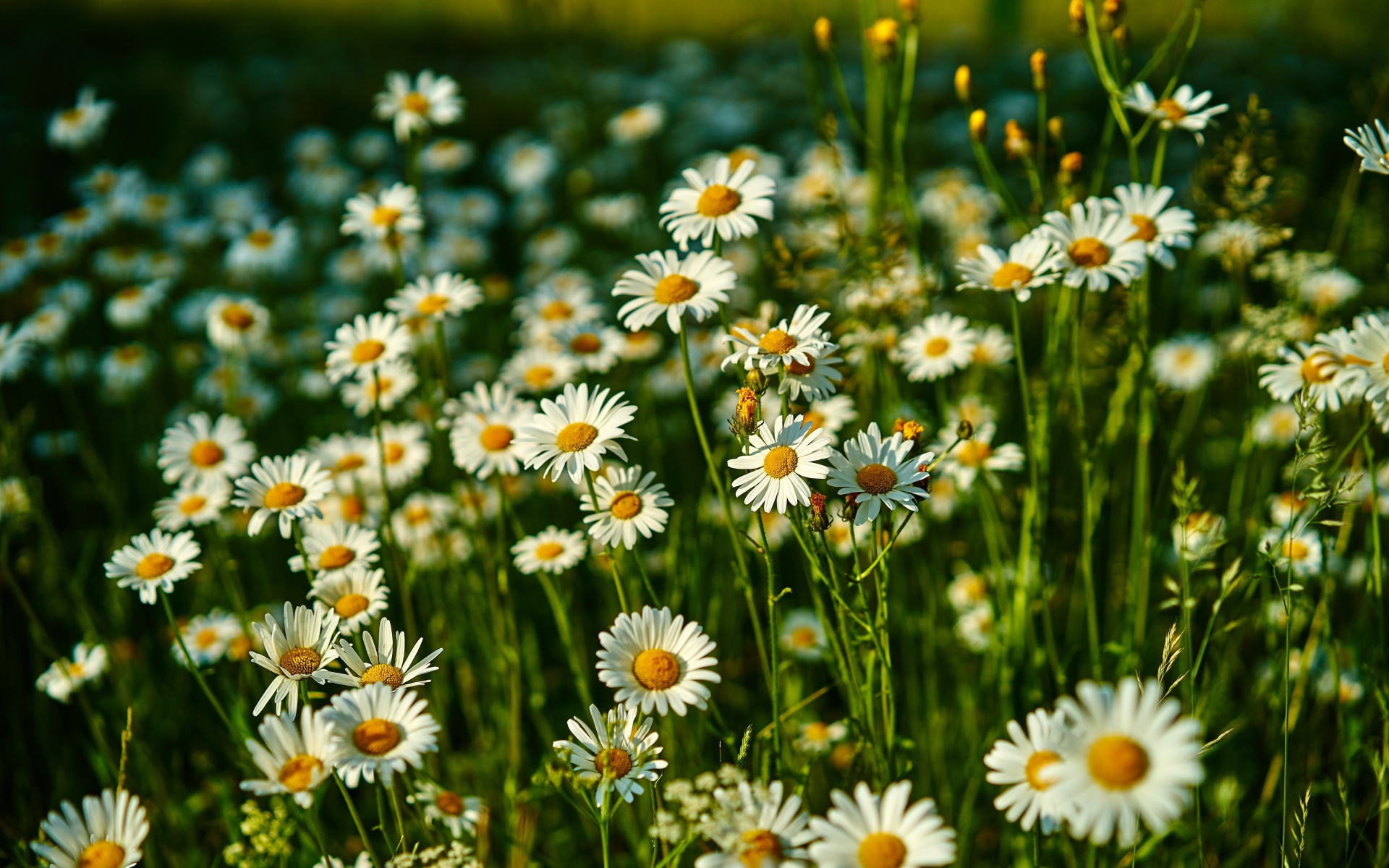 Нежные белые полевые ромашки в лучах солнца
