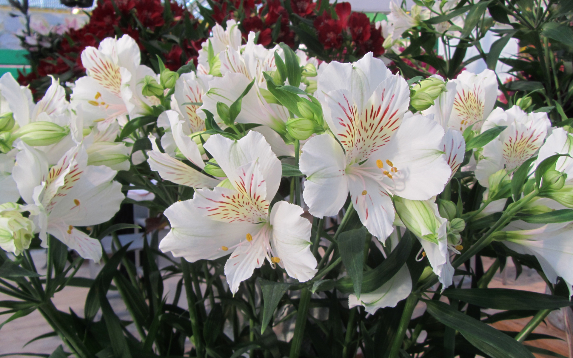 Нежные белые цветы Альстромерия  