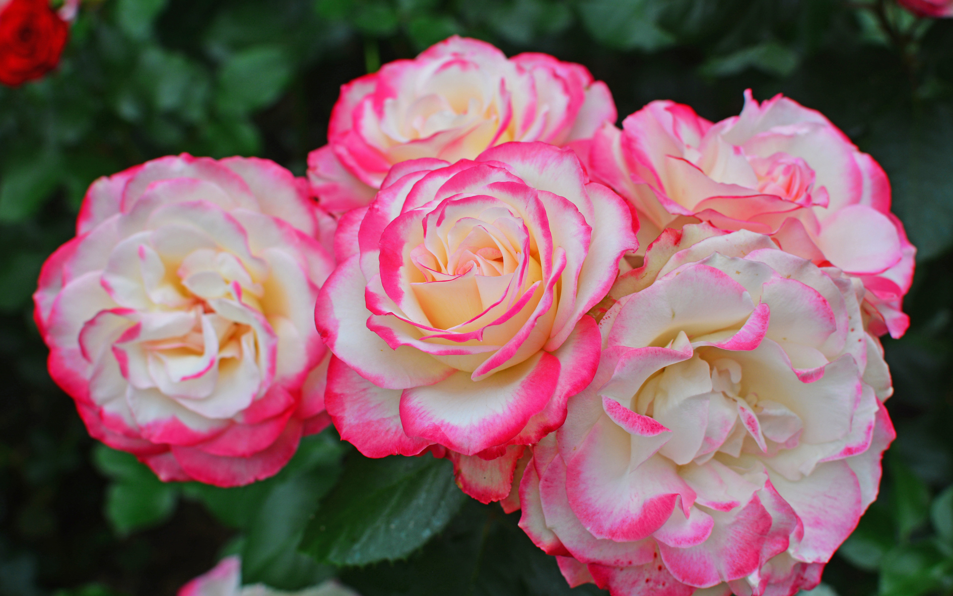 Нежные белые садовые розы с розовыми краями