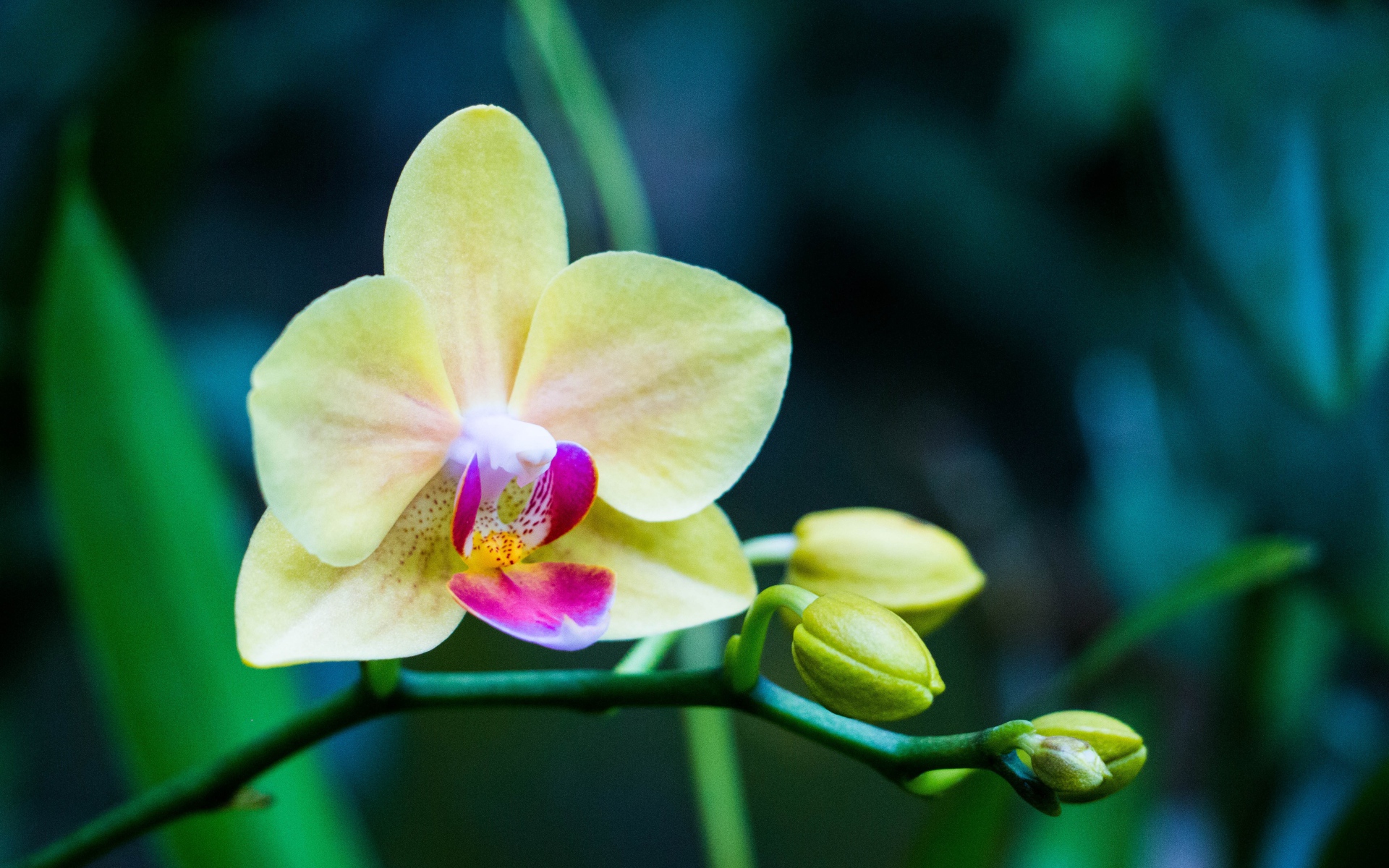 Нежная желтая цветущая орхидея 