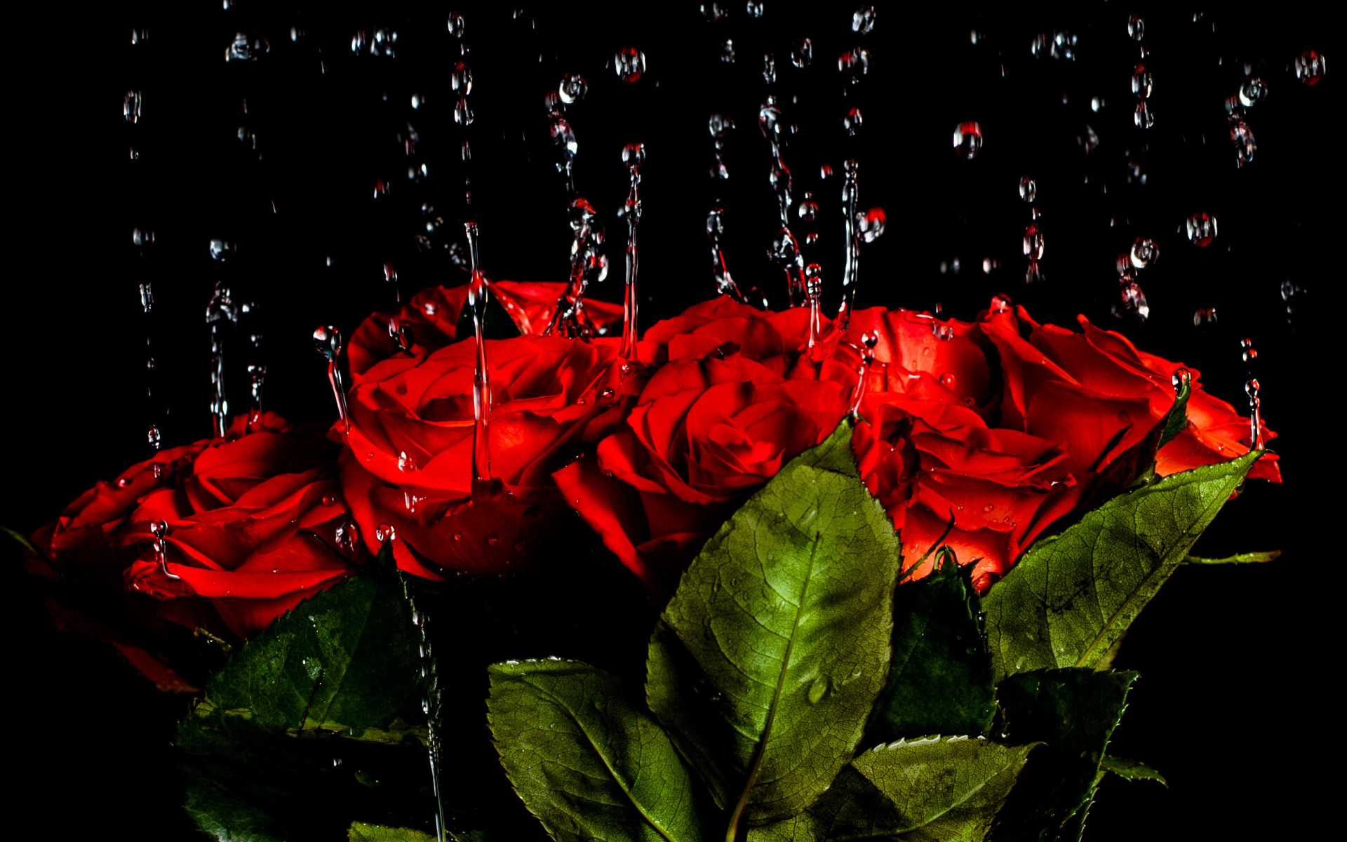 Капли воды стекают на красные розы на черном фоне