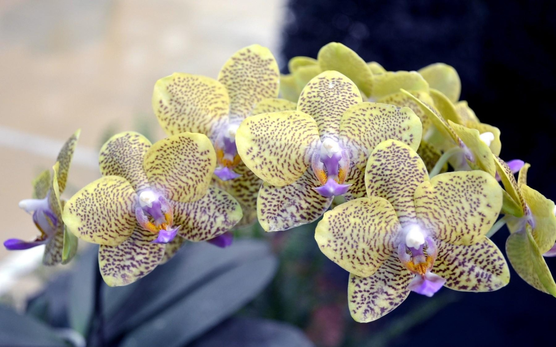 Экзотическая пятнистая ветка орхидеи