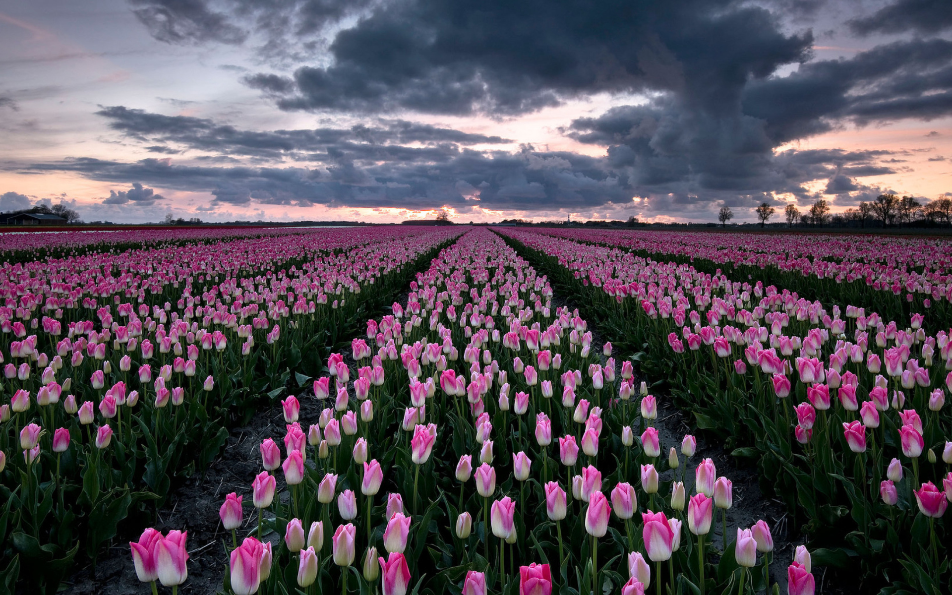 Поле красивых розовых тюльпанов 