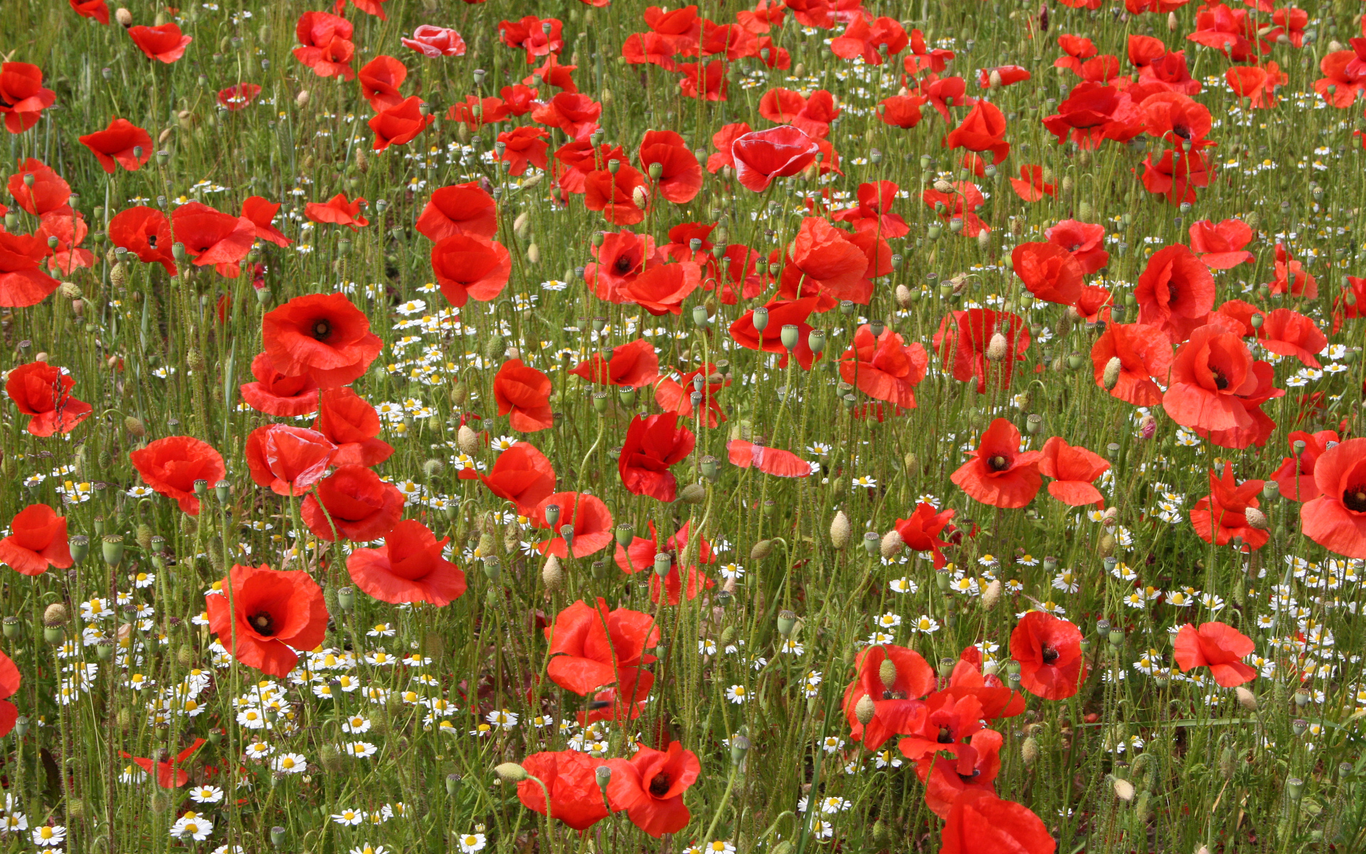 Поле красных маков с белыми ромашками