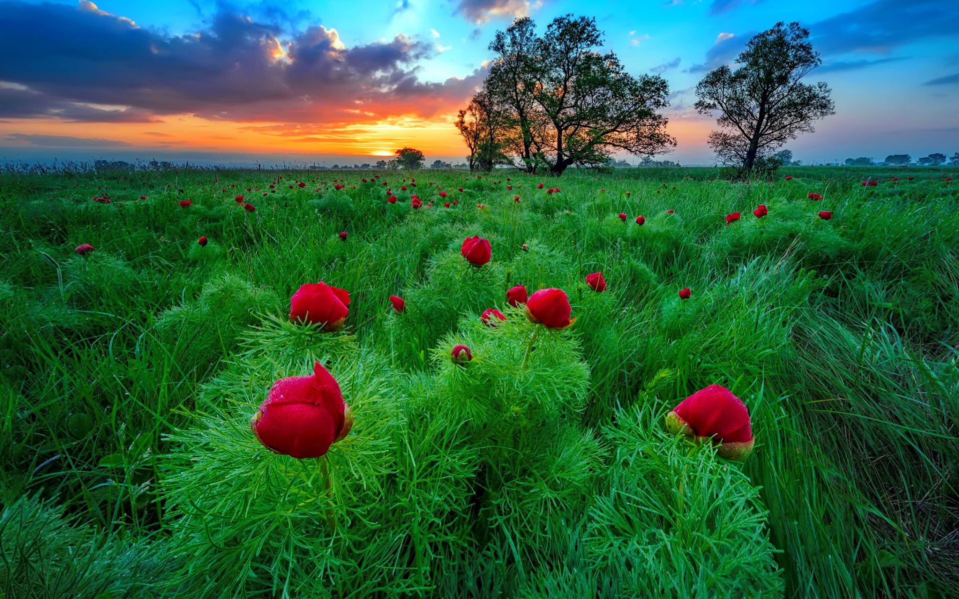Полевые тонколистные красные пионы на рассвете  