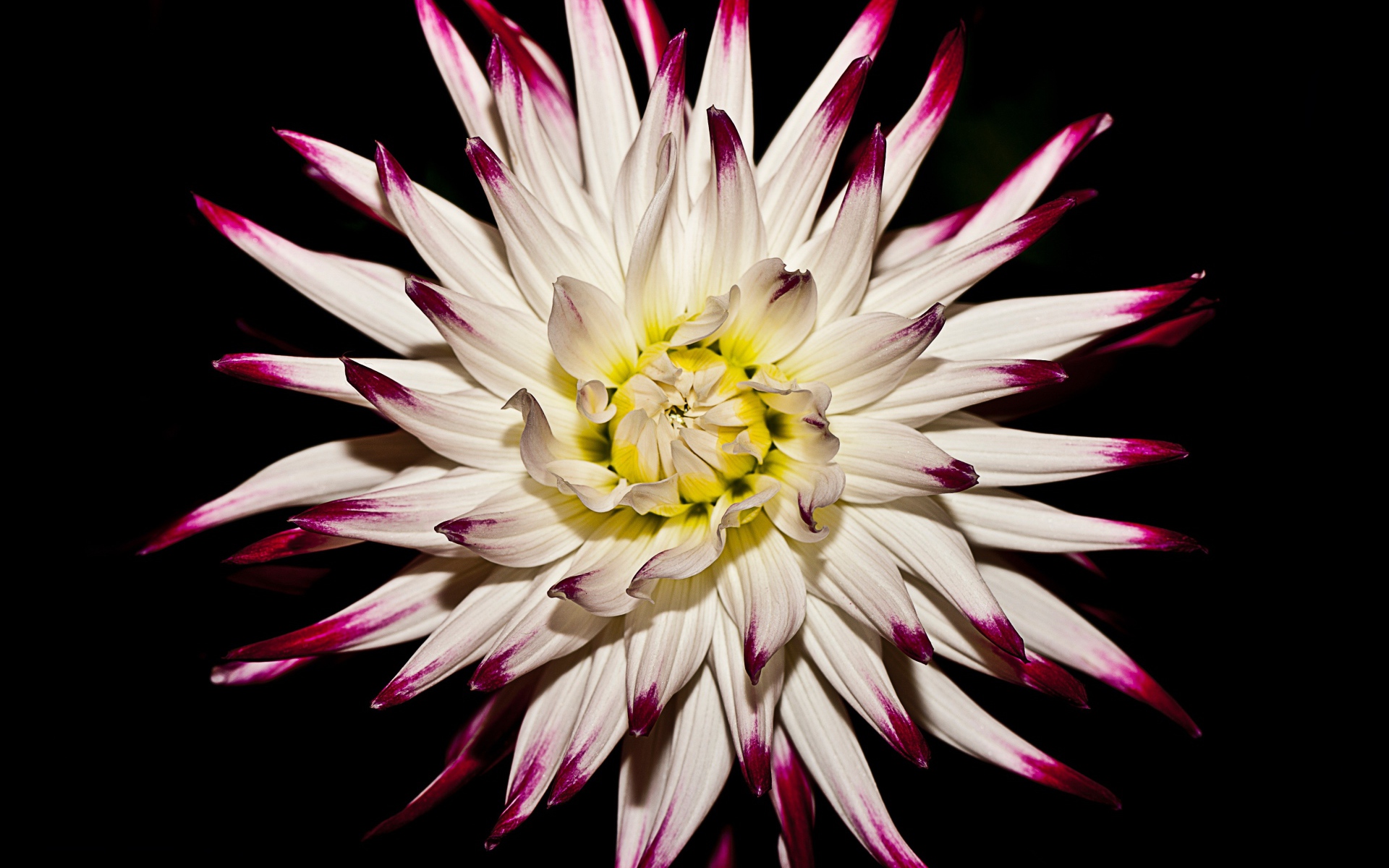 Крупная белая георгина  на черном фоне 