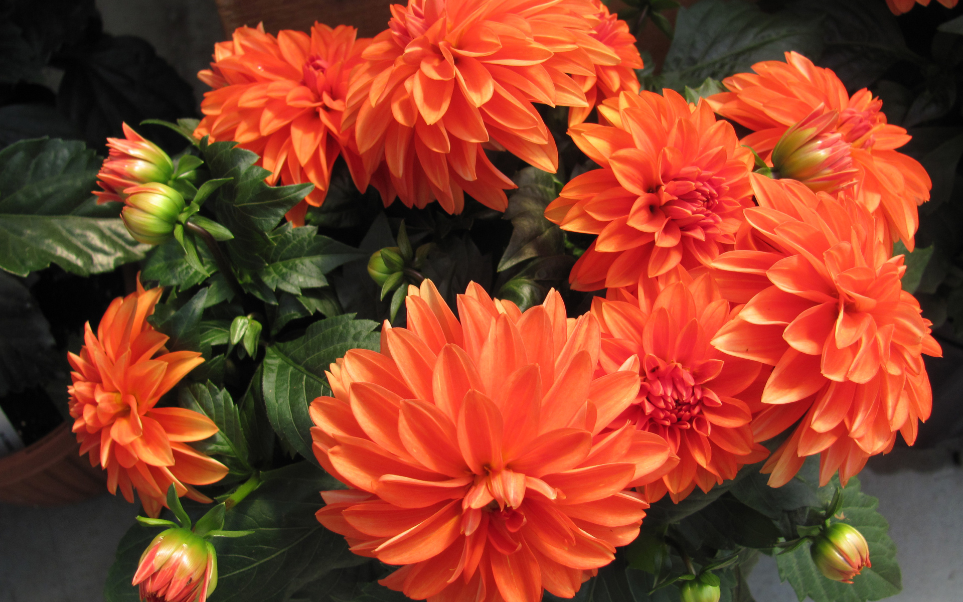 Большие оранжевые георгины крупным планом