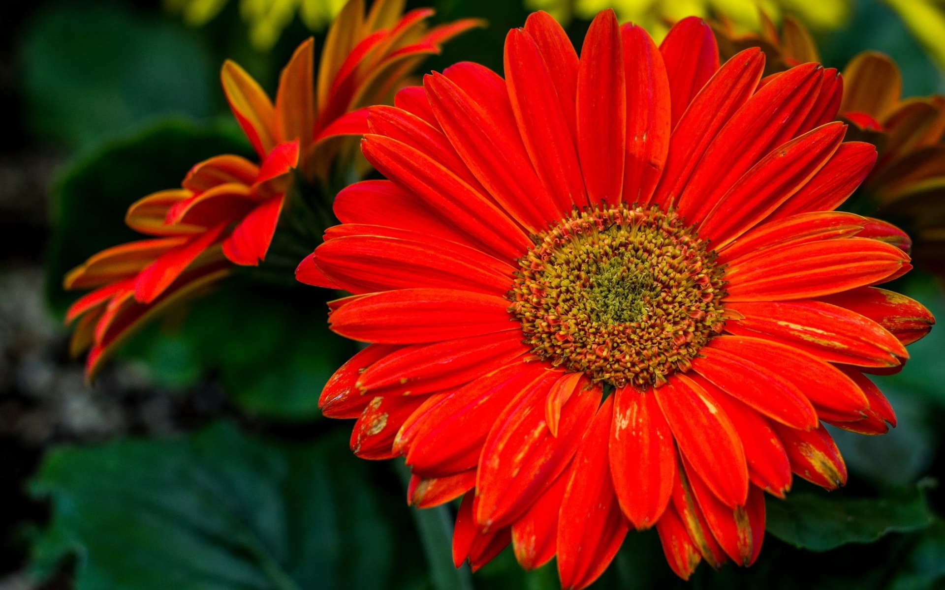 Крупный оранжевый цветок гербера 