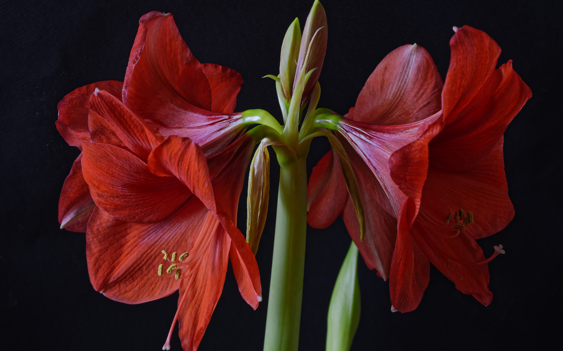 Крупные красные цветы Амариллис на черном фоне