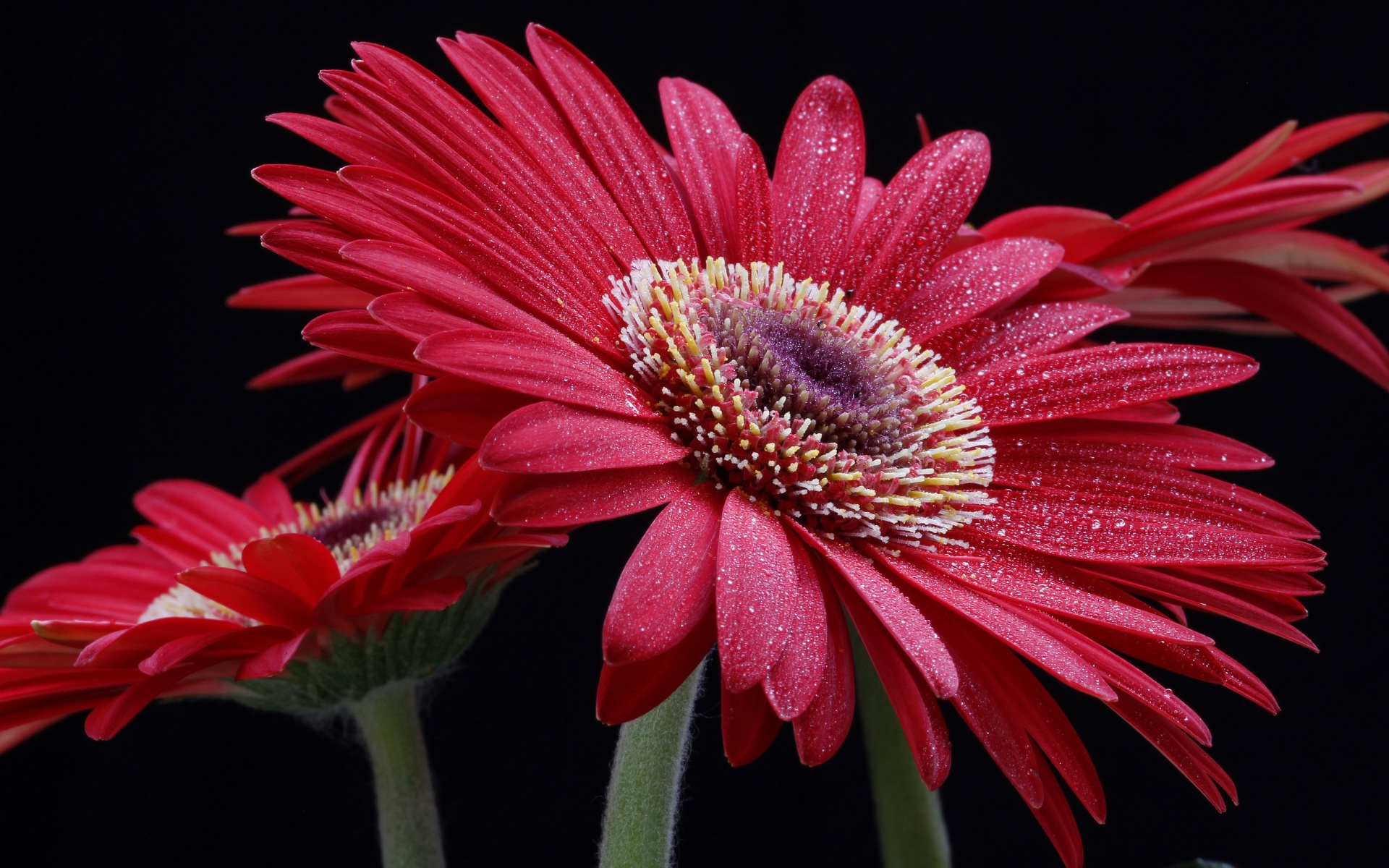 Крупная красная гербера с капельками воды на лепестках