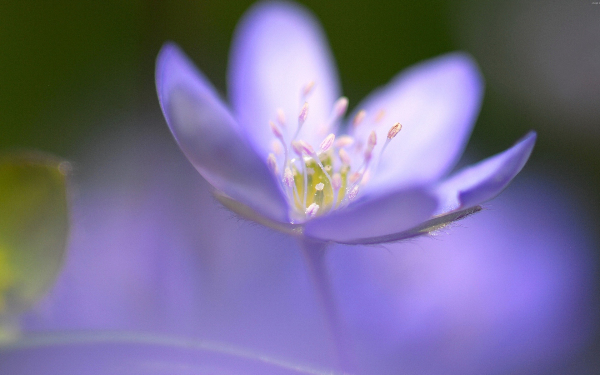 Маленький фиолетовый цветок фиалки крупным планом