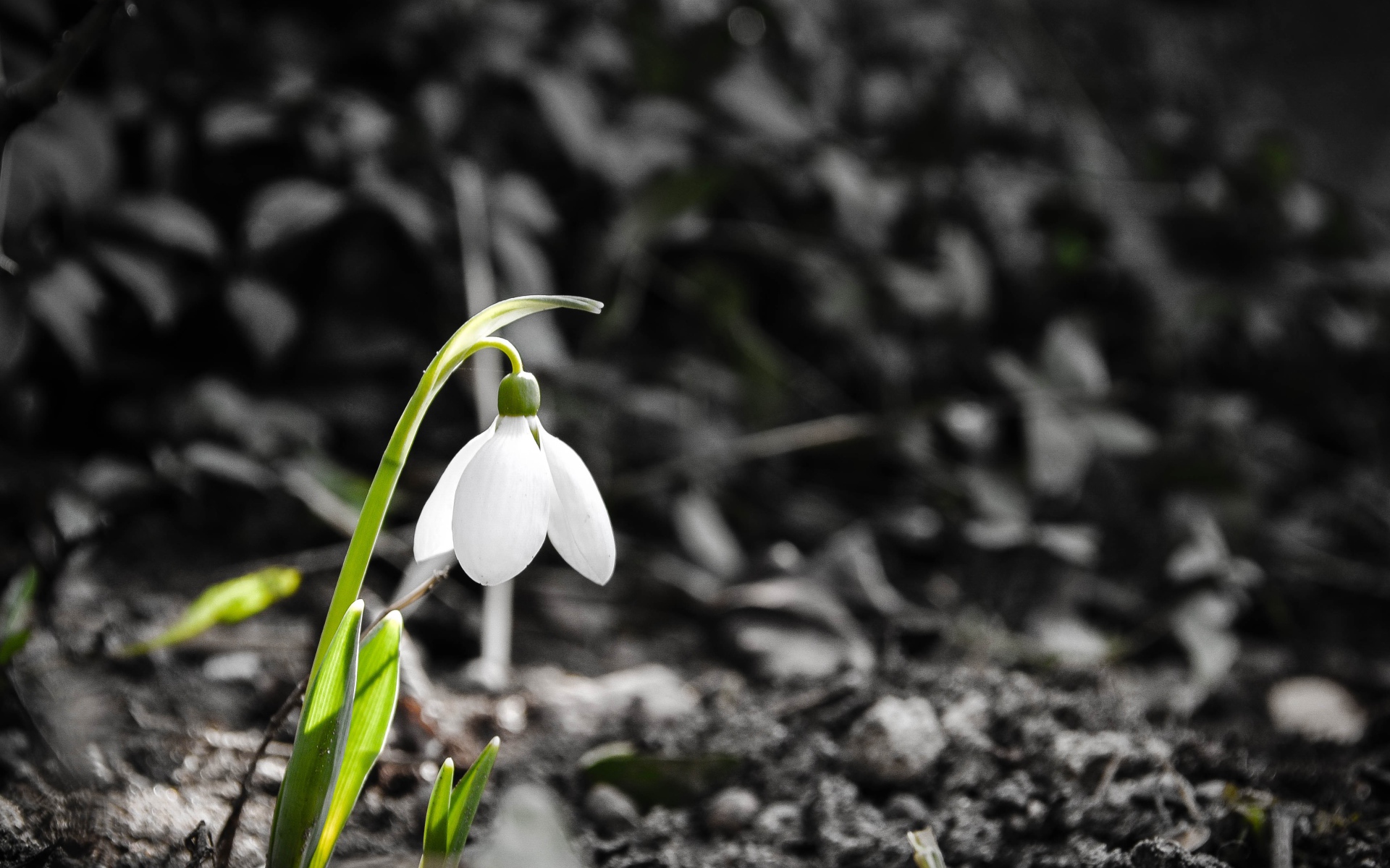 Одинокий белый весенний подснежник 