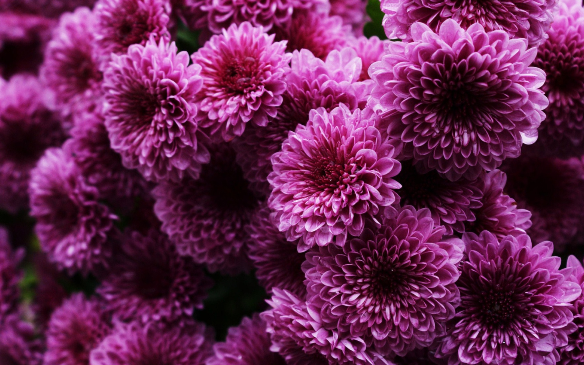 Пышные сиреневые хризантемы 