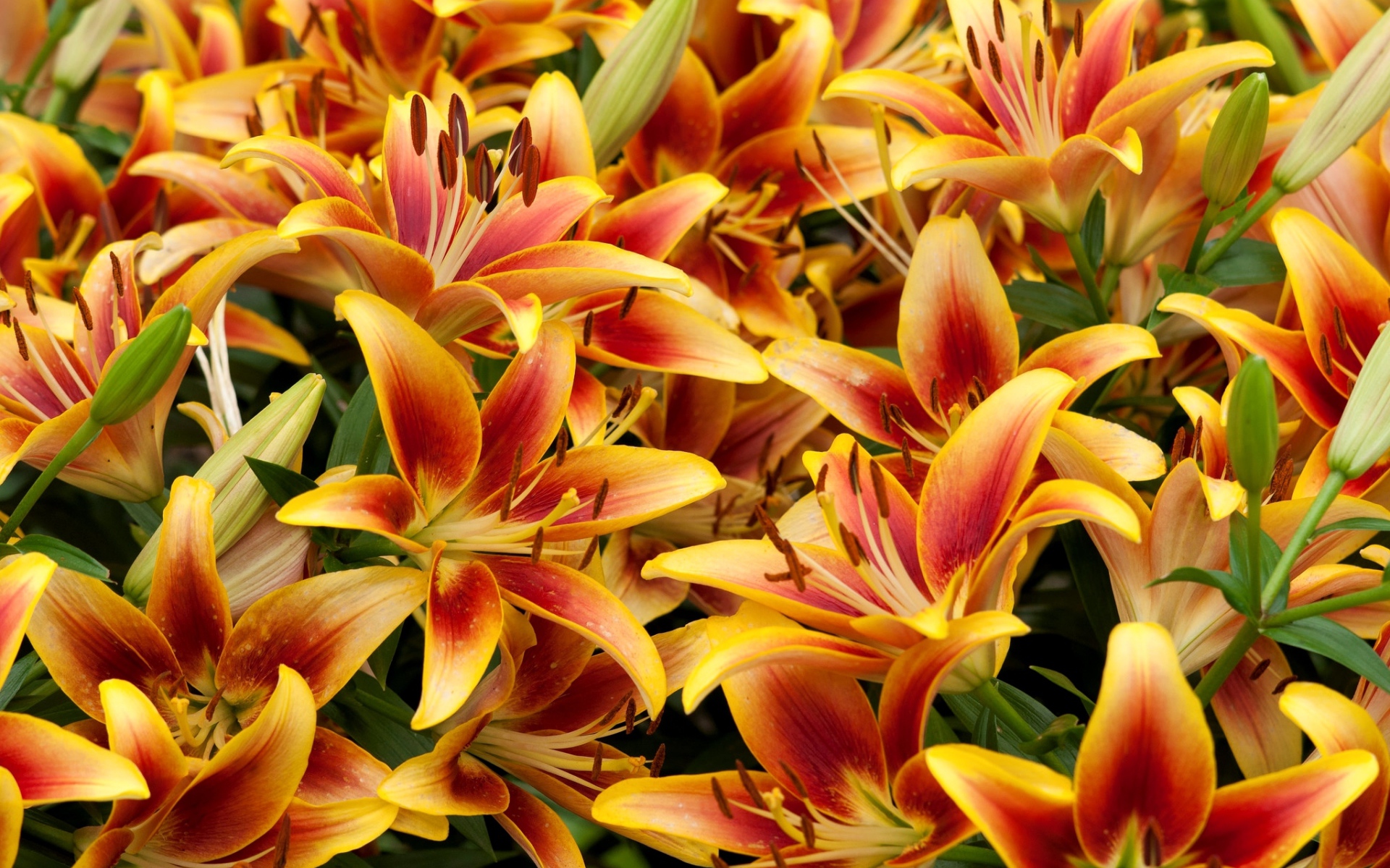 Оранжевые красивые лилии крупным планом