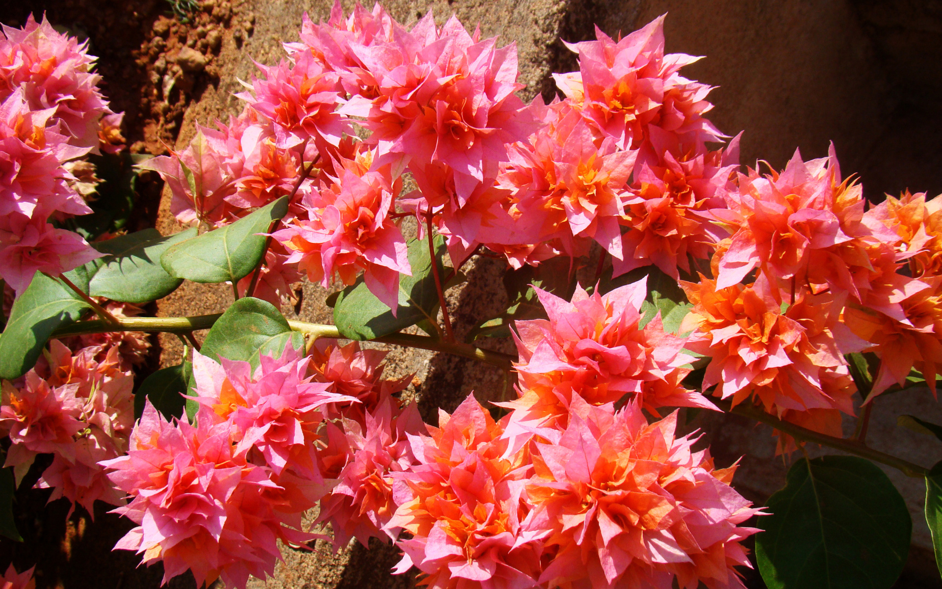 Розовые цветы бугенвиллия крупным планом