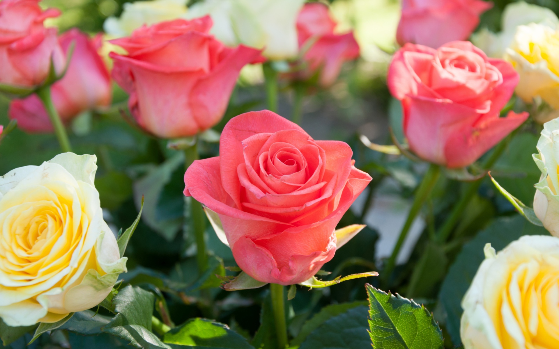 Розовые и желтые розы крупным планом