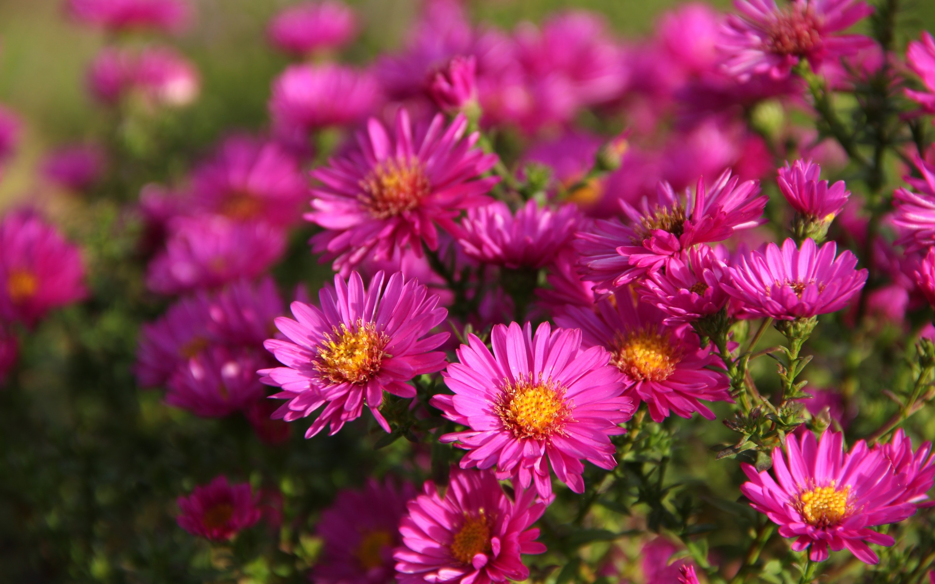 Розовые осенние цветы астры