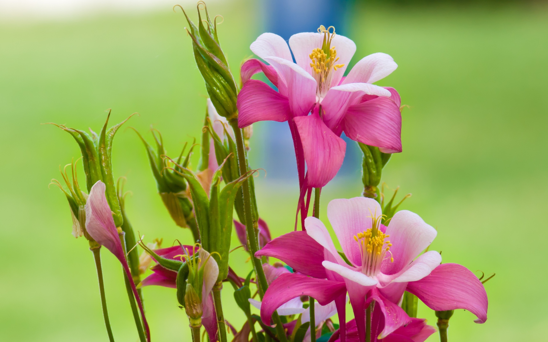 Розовые цветы водосбор на зеленом фоне 