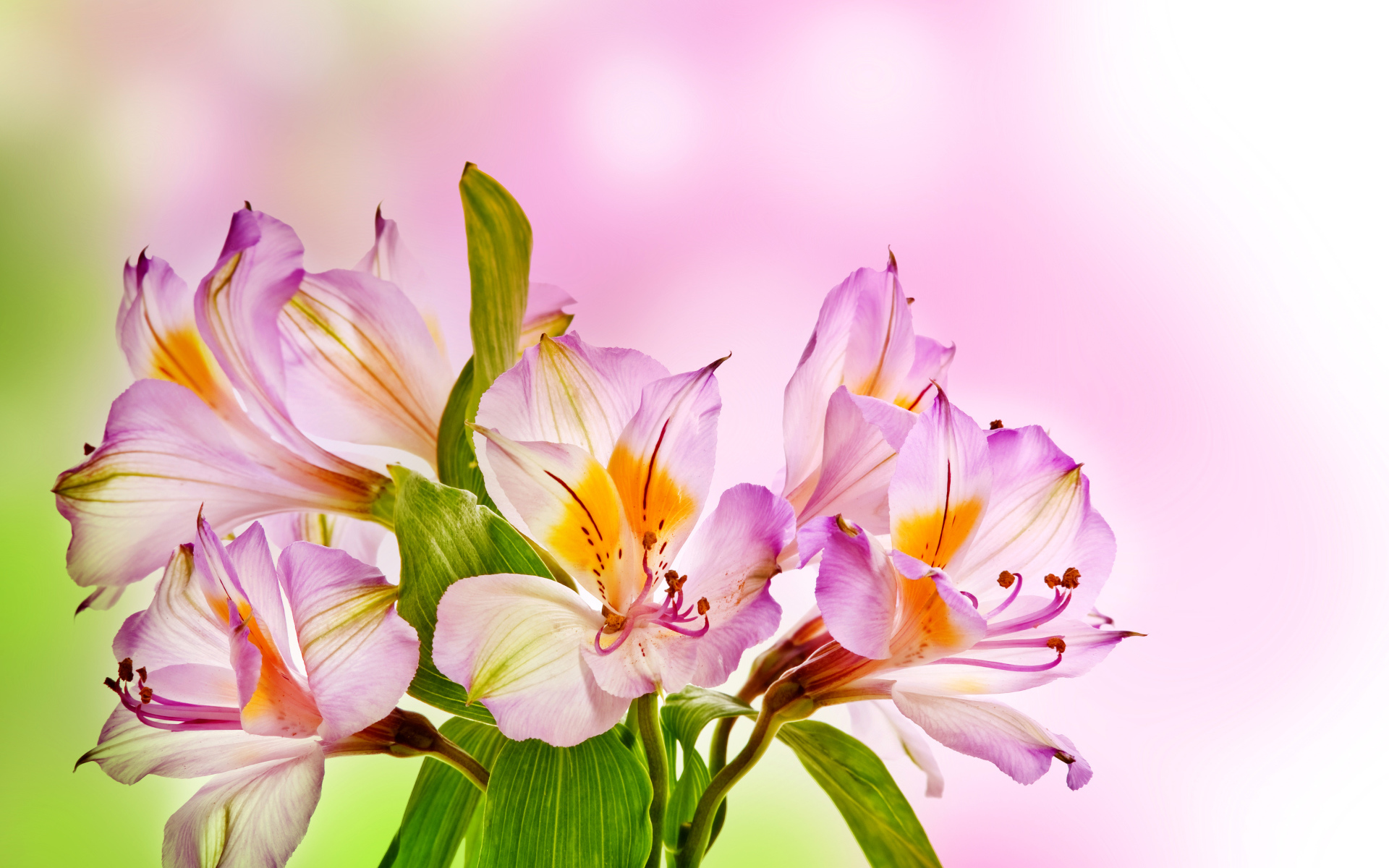 Розовые нежные цветы альстрёмерия крупным планом