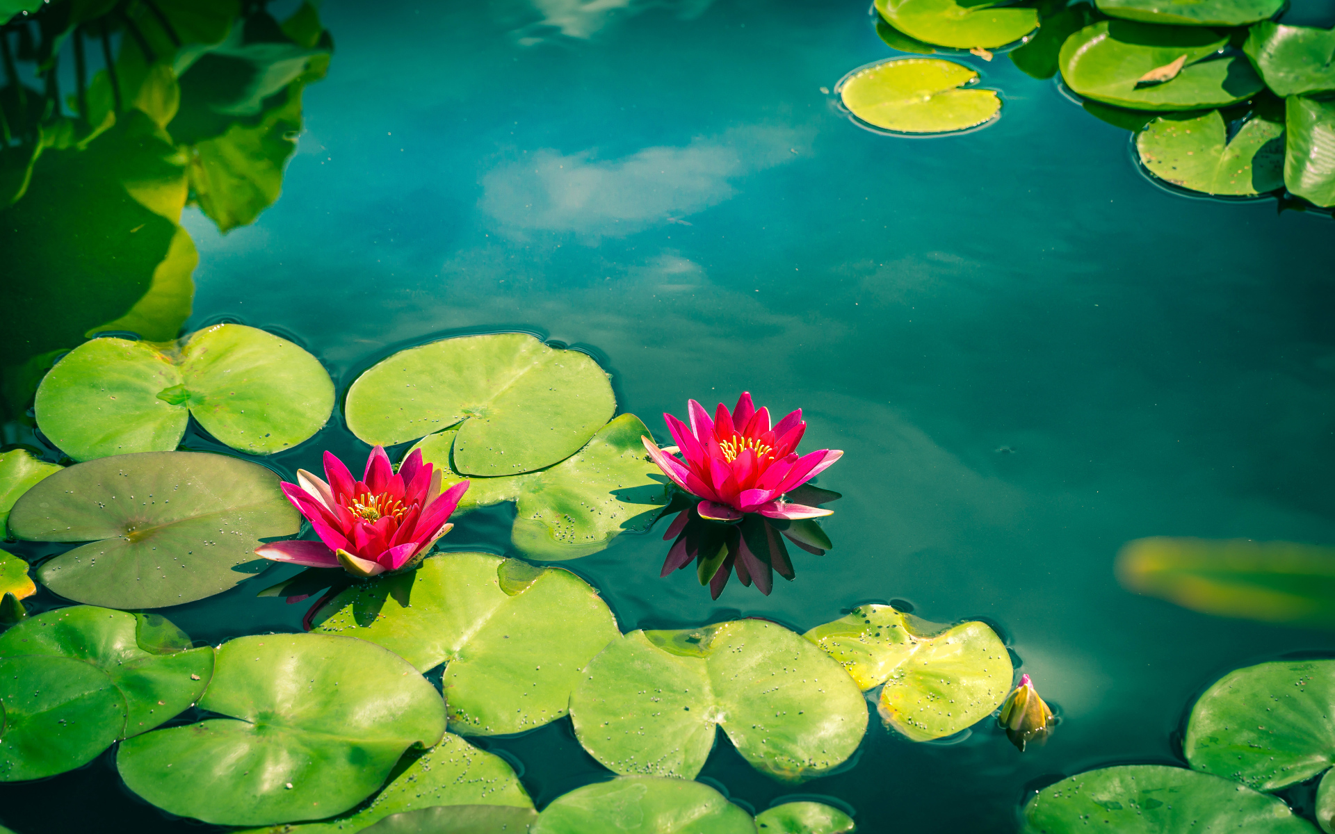 Розовые лотосы в голубой воде 