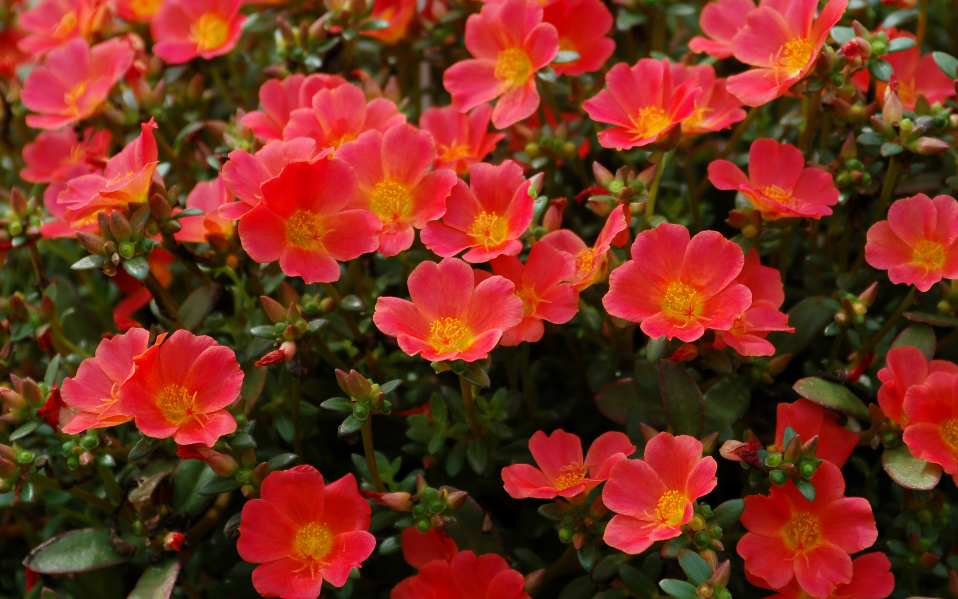 Красный портулак на клумбе крупным планом