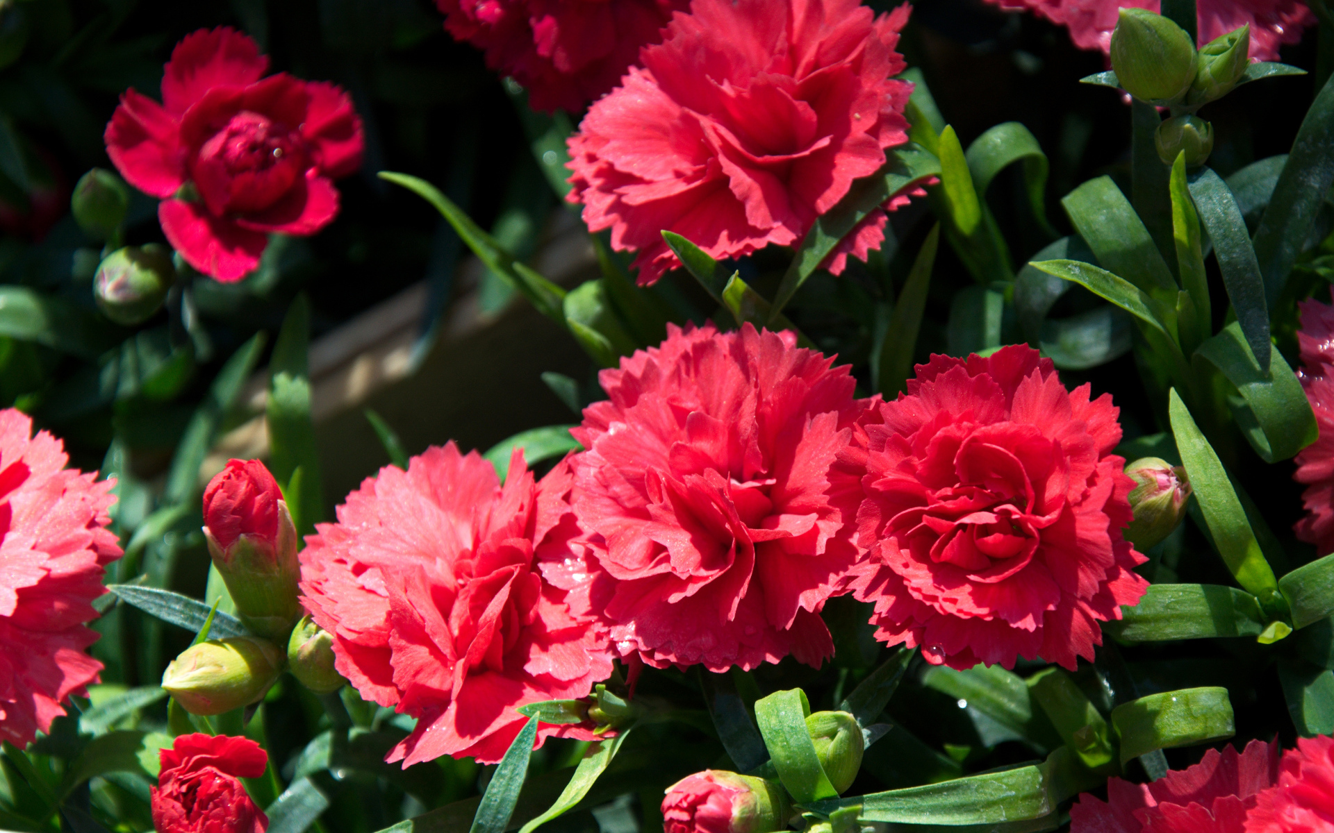 Красные гвоздики с бутонами крупным планом