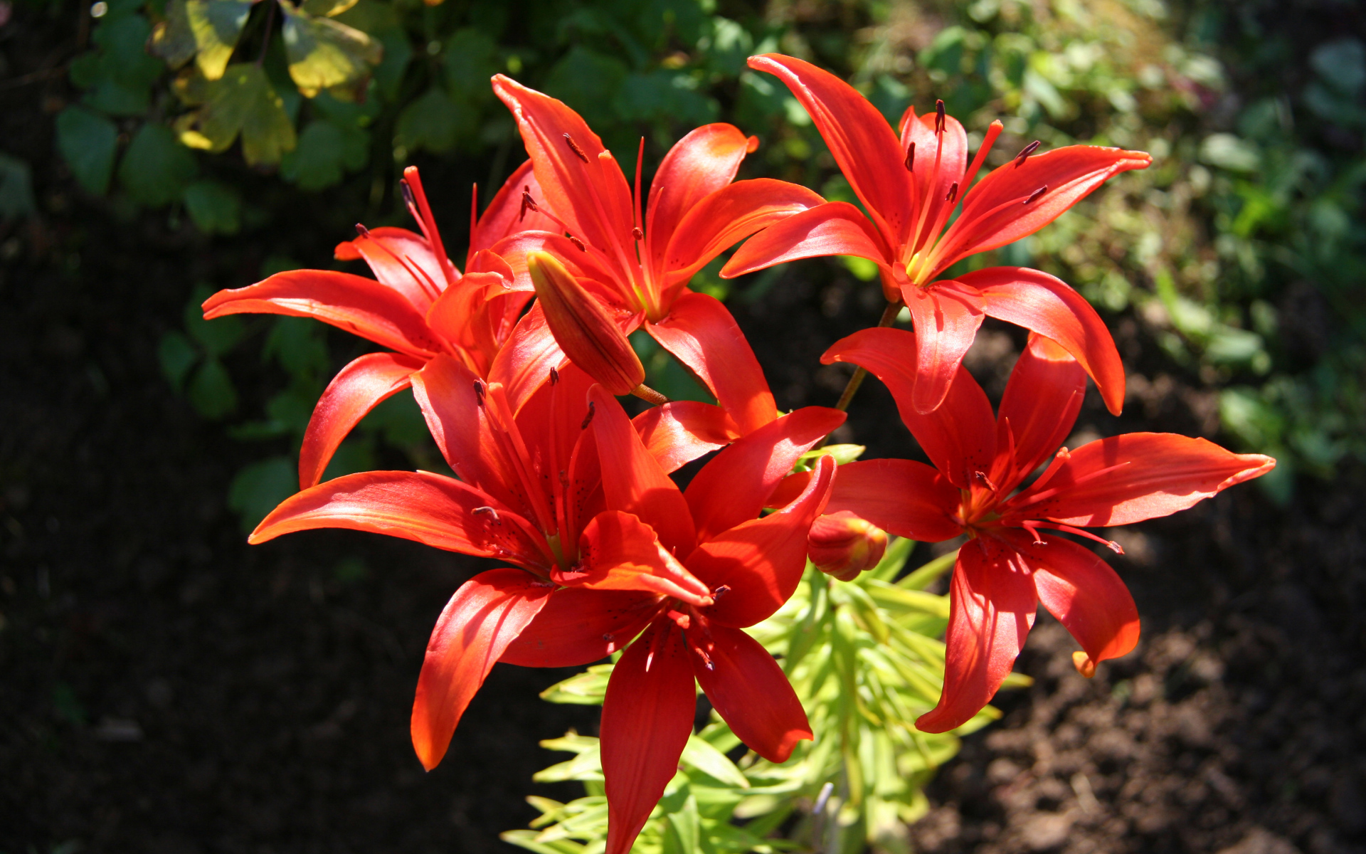 Красные лилии на клумбе крупным планом
