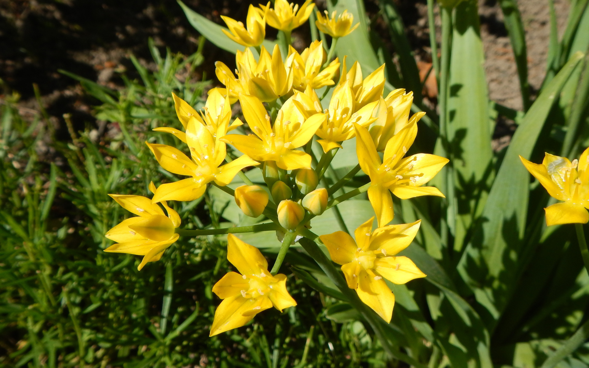 Маленькие желтые лилии вид сверху