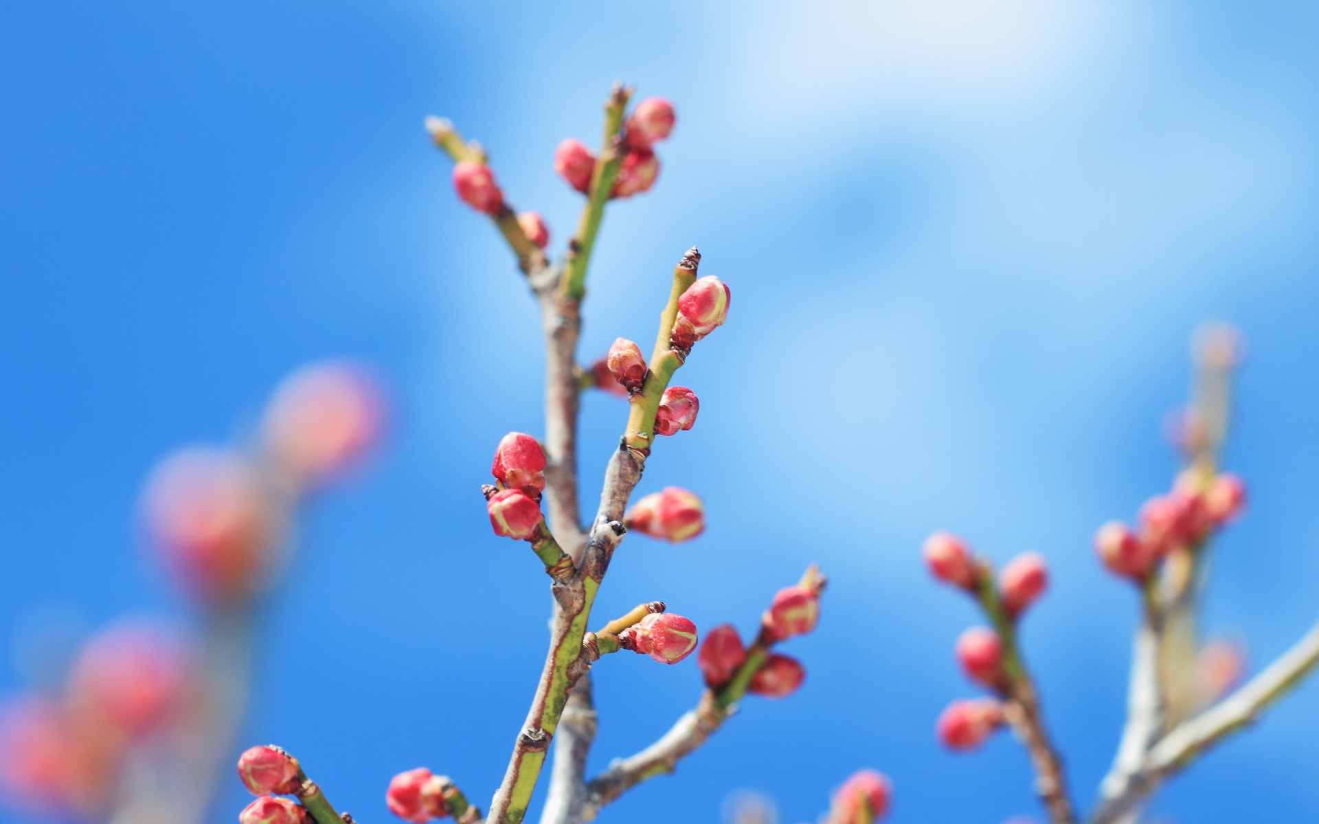 Распускающиеся почки деревьев весной
