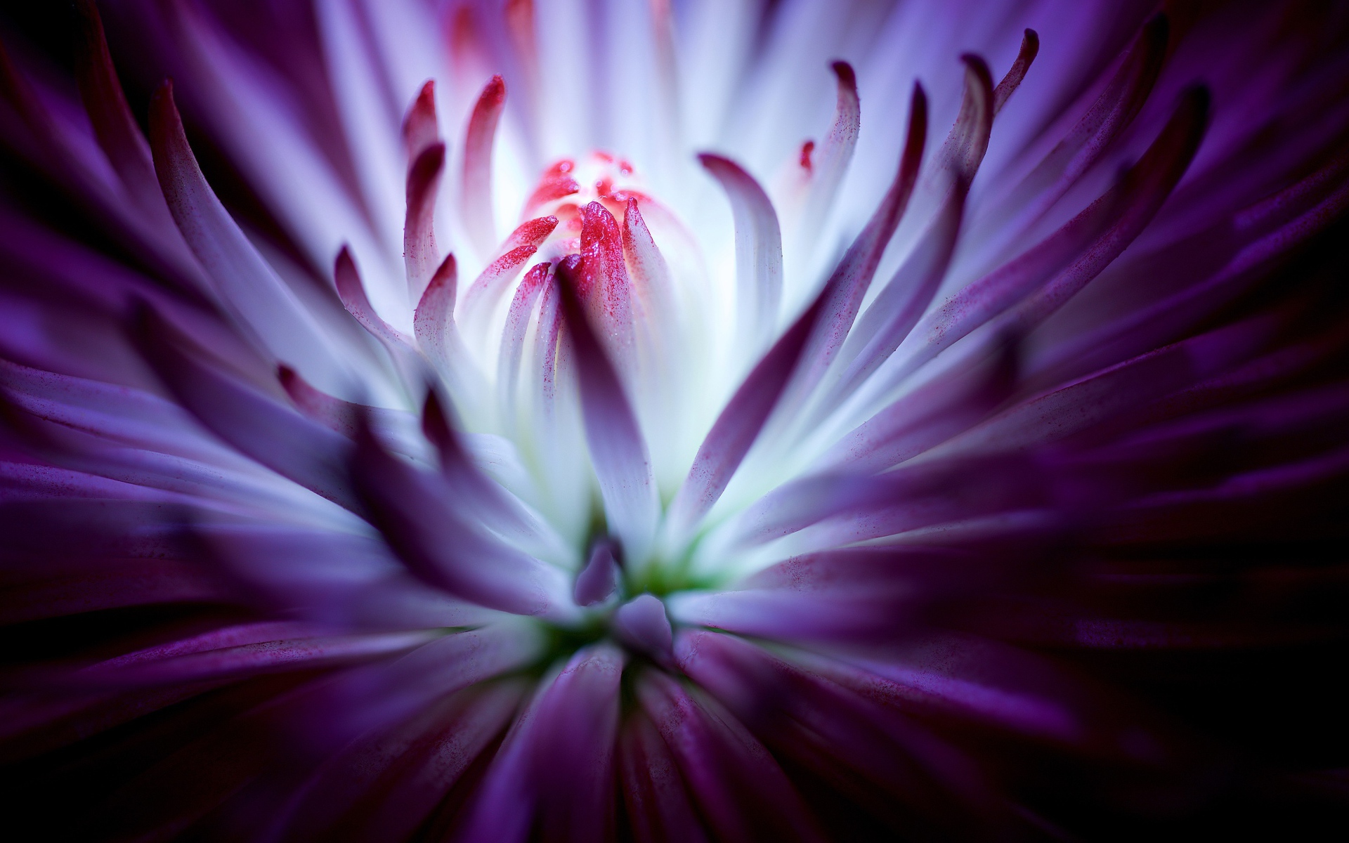 Тонкие лепестки сиреневой хризантемы 