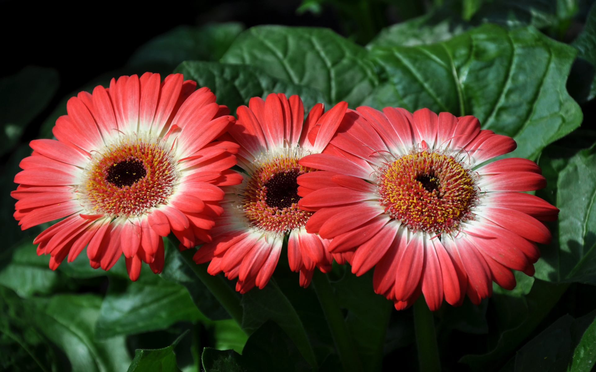 Три красивые красные герберы крупным планом