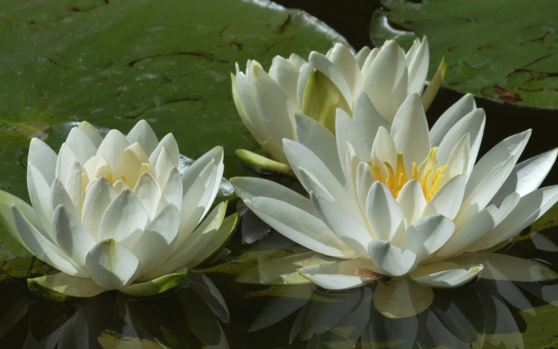 Три белые водяные лилии в пруду 