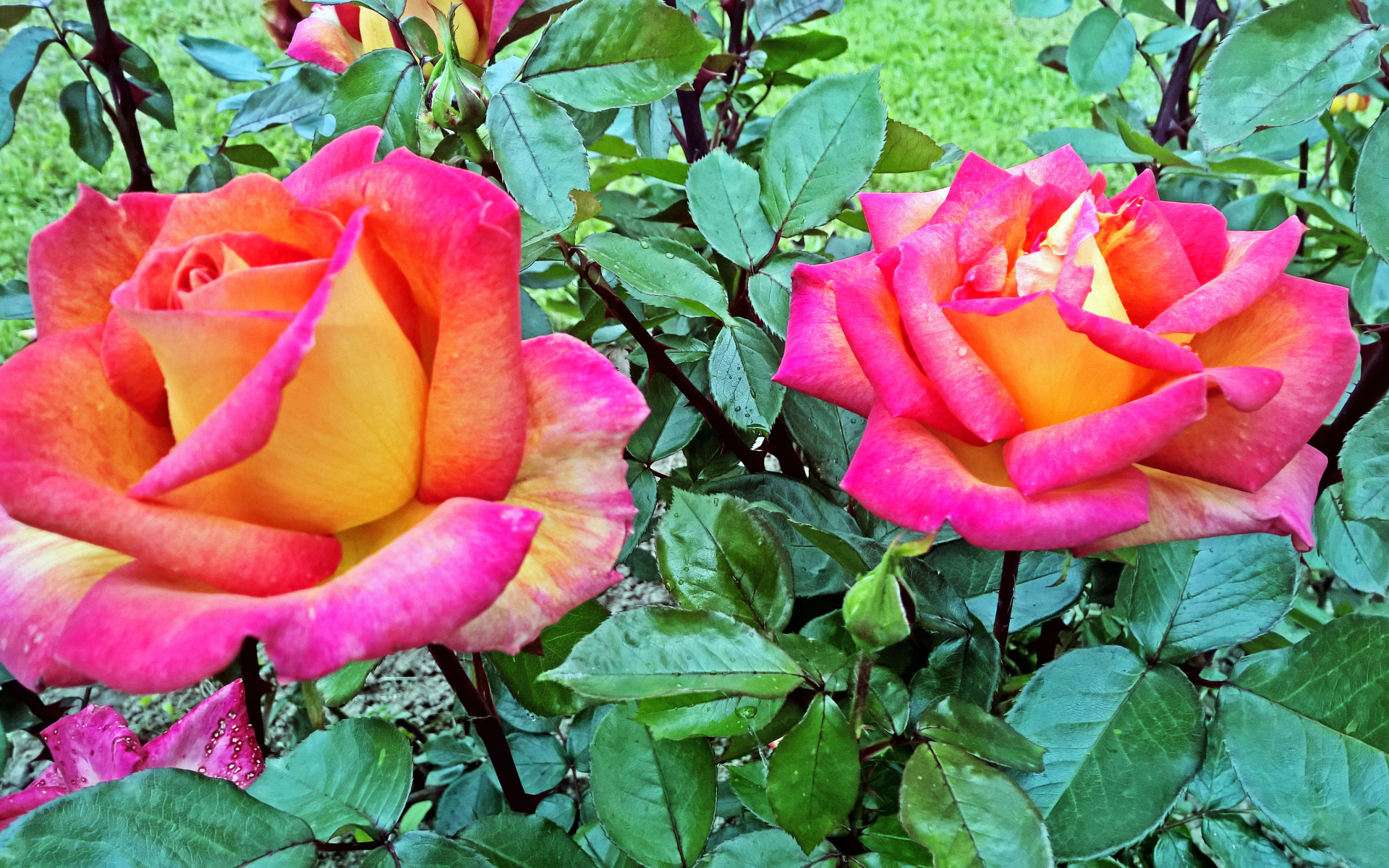 Две красивые розы в саду крупным планом