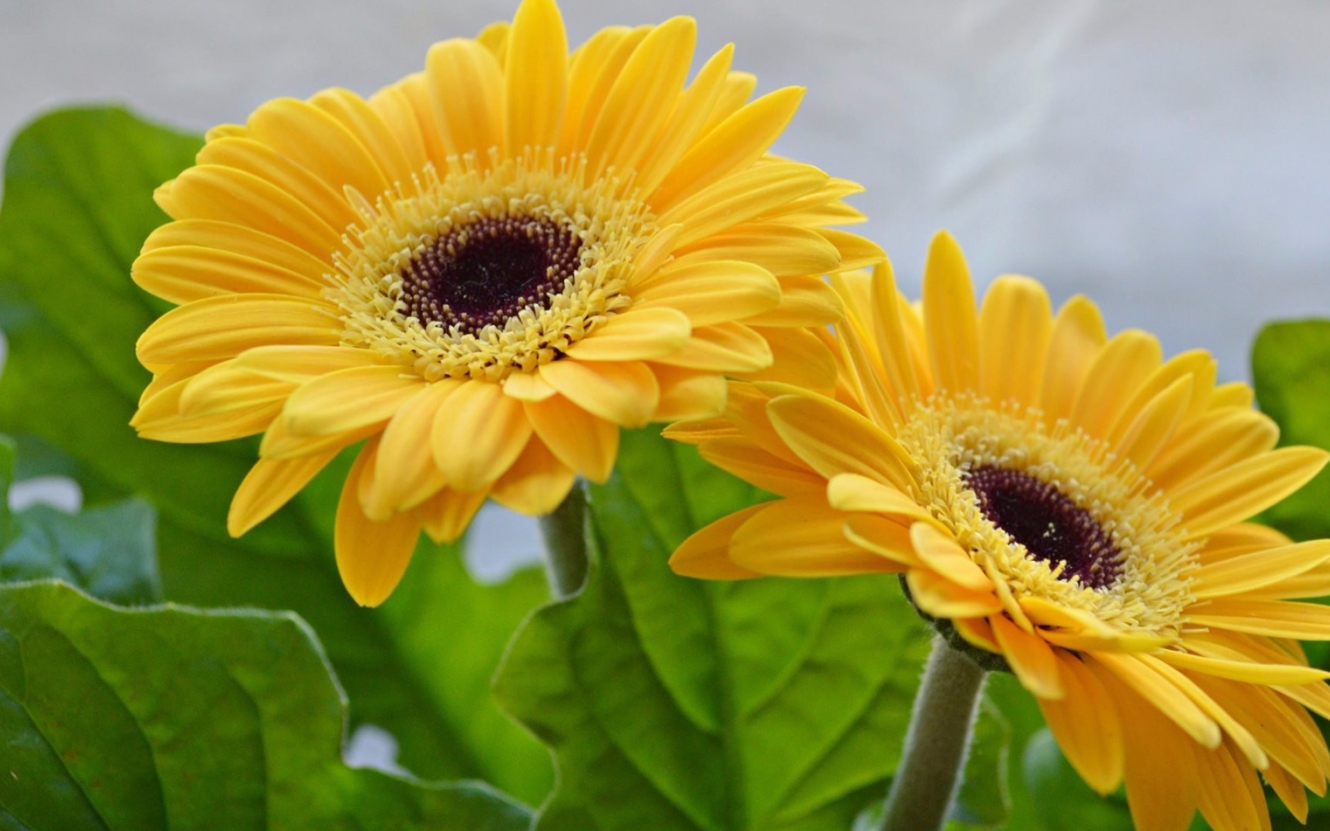 Две красивые желтые герберы 