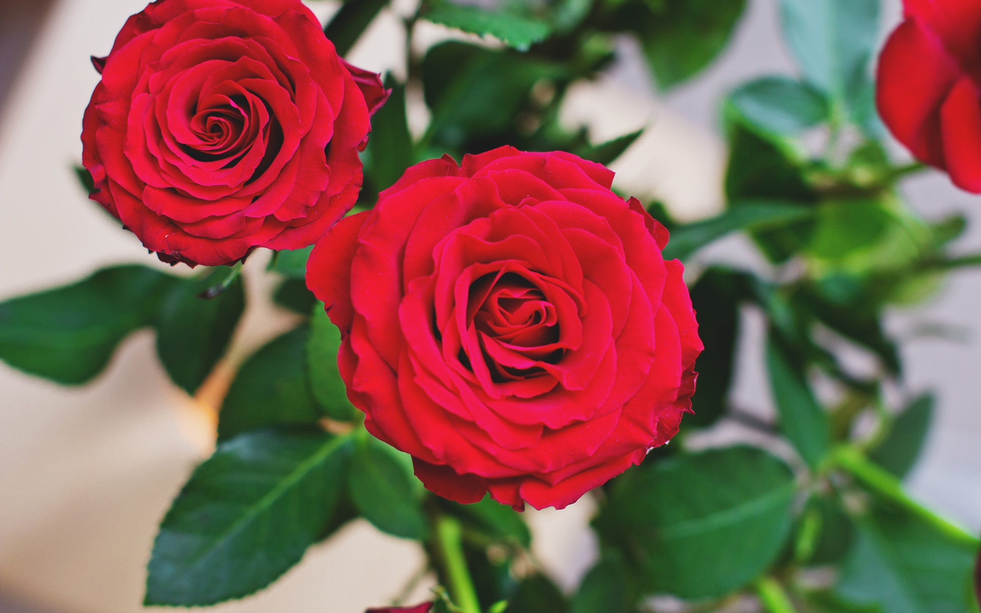 Две пышные красные розы 