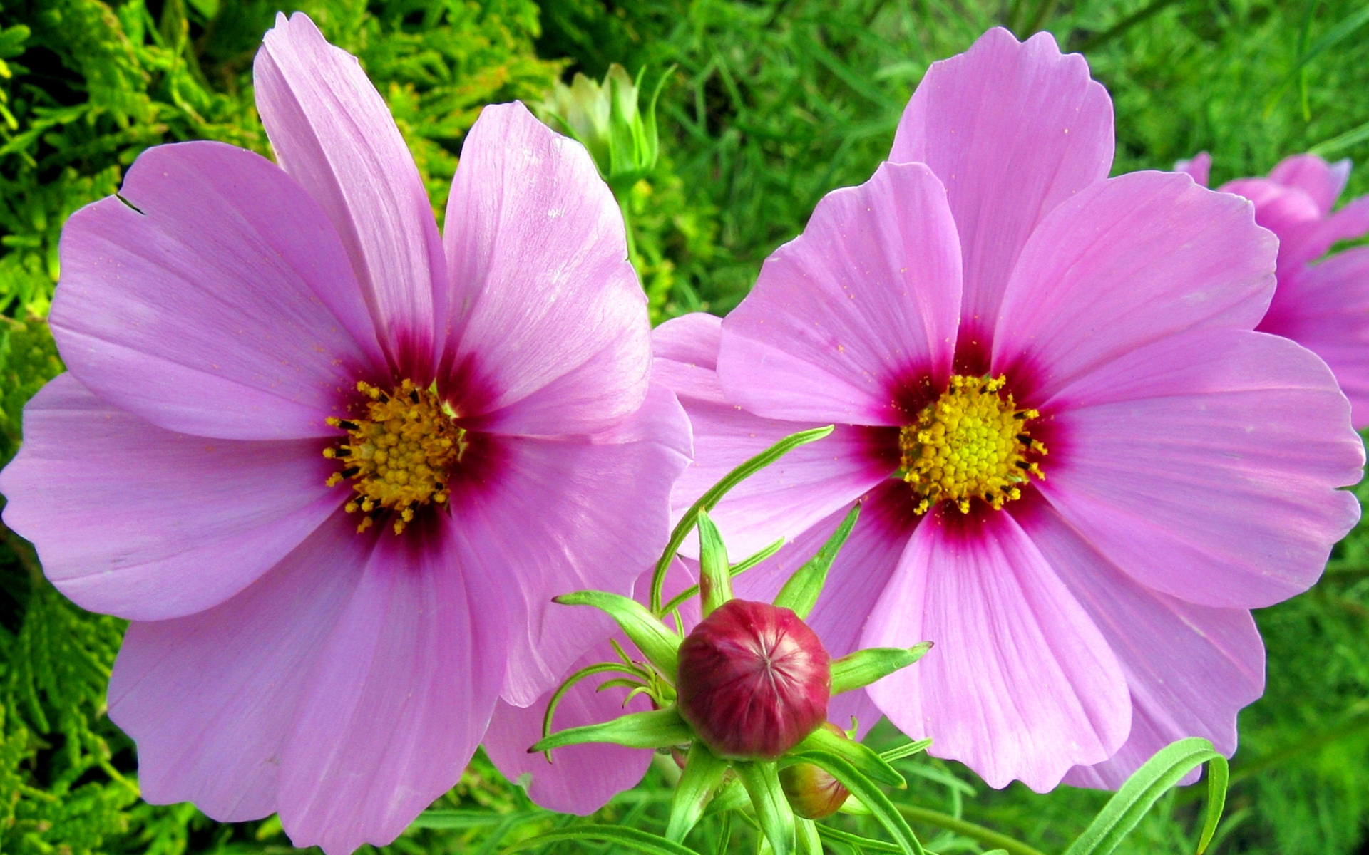 Два розовых цветка космеи с бутоном 