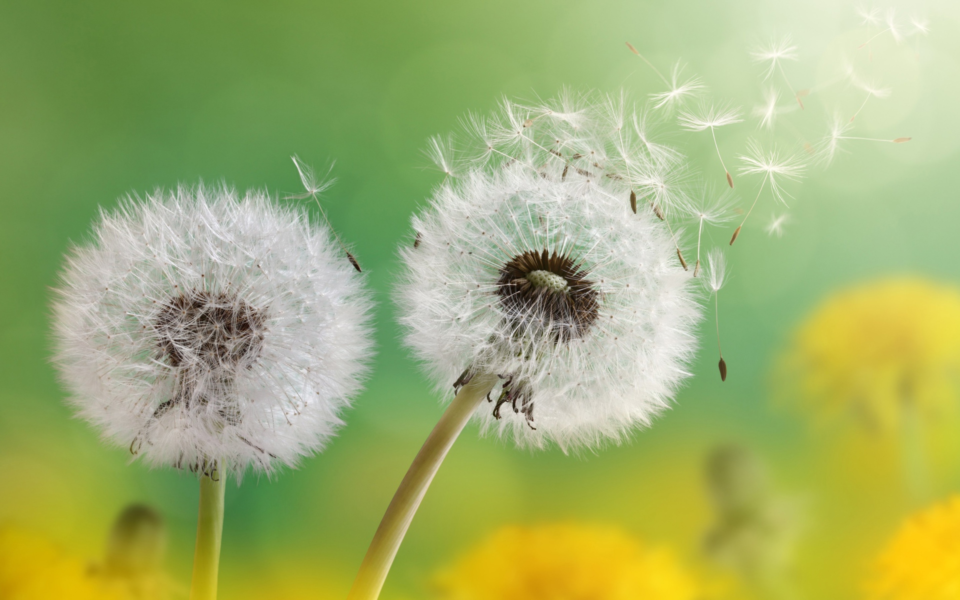 Два белых шарика одуванчика 