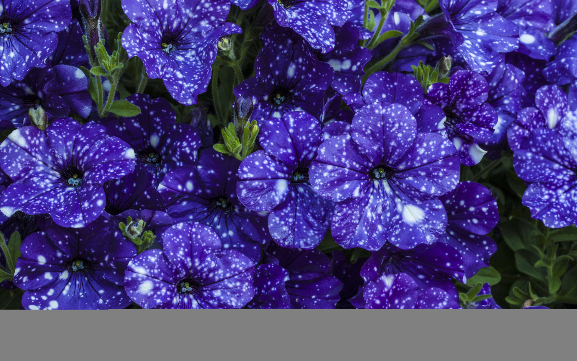 Фиолетовые красивые цветы петуния крупным планом