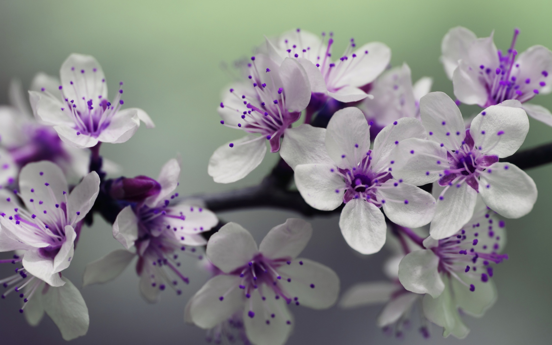 Бело - фиолетовые весенние цветы на ветке 