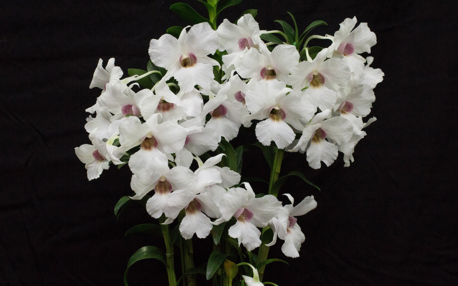 Белые красивые орхидеи на черном фоне