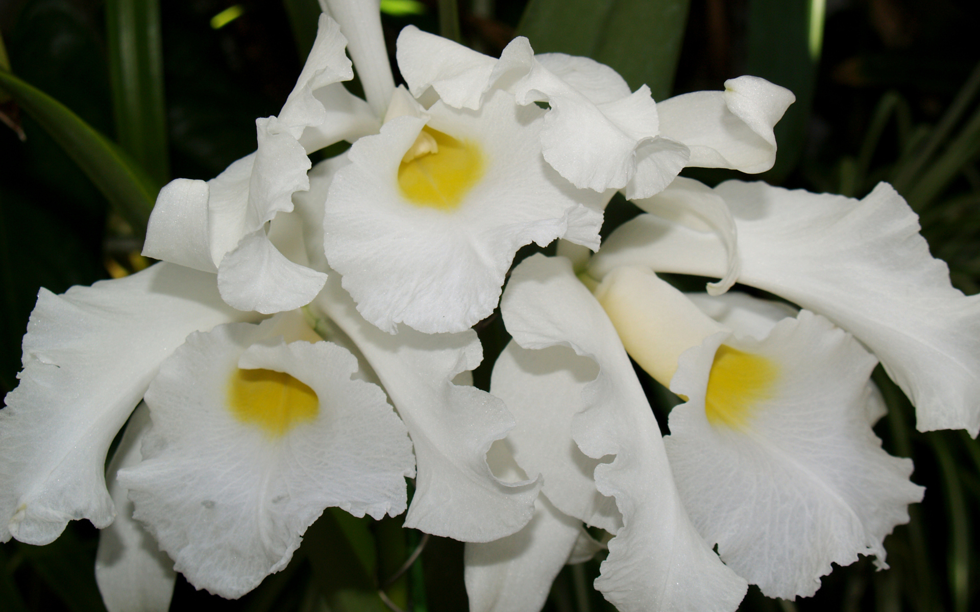 Белые экзотические орхидеи крупным планом