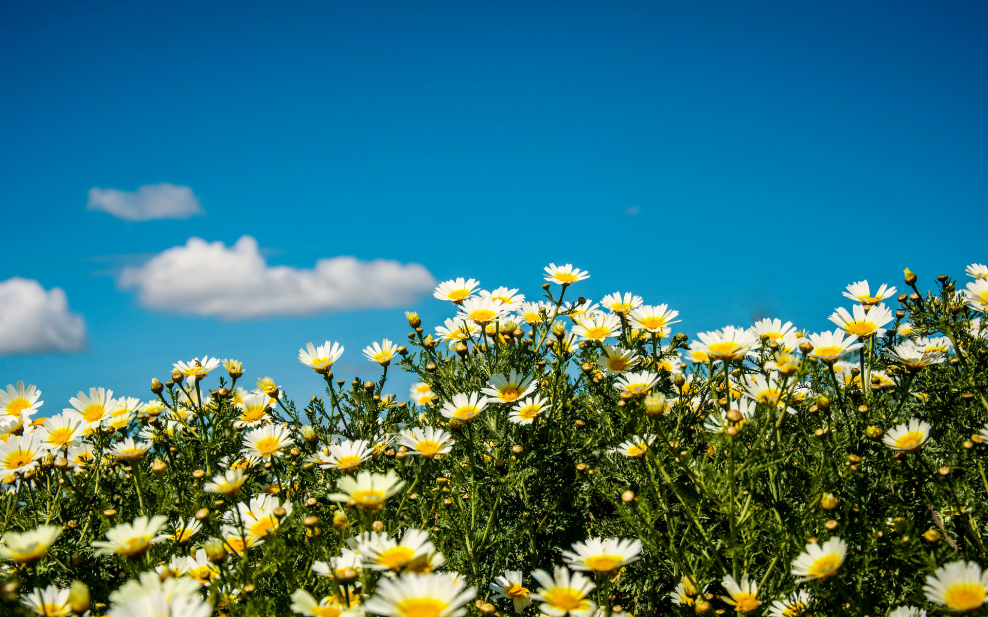 Белые полевые ромашки под летним голубым небом